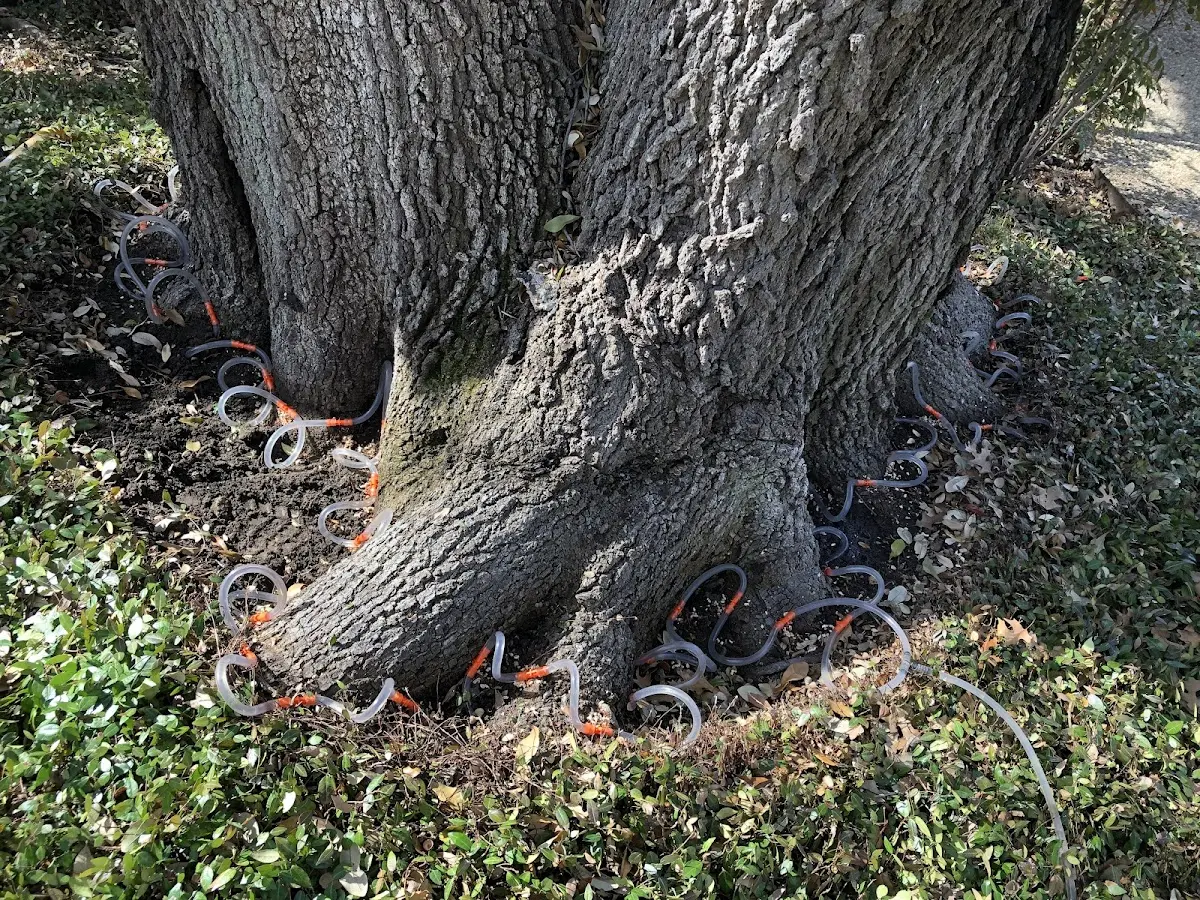 Detailed Tree Cabling and Bracing job site in False Pass